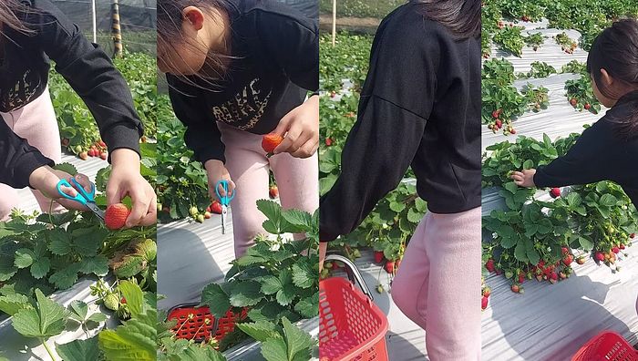 台湾姐妹系列186