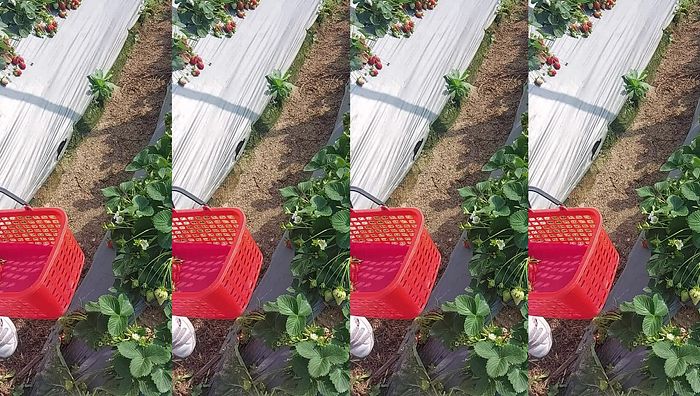 台湾姐妹系列187