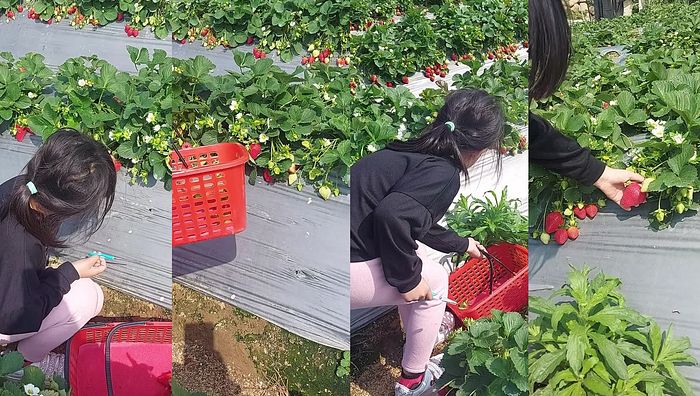 台湾姐妹系列188