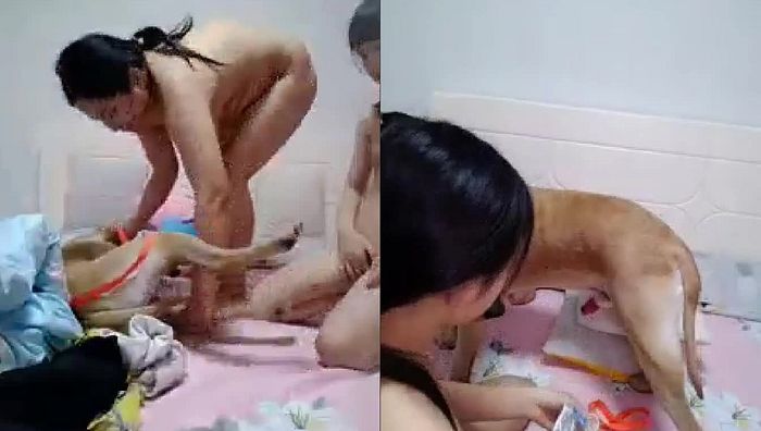 暗网xing暴力系列041