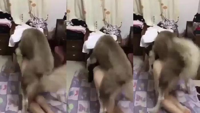 中国人与动物系列017