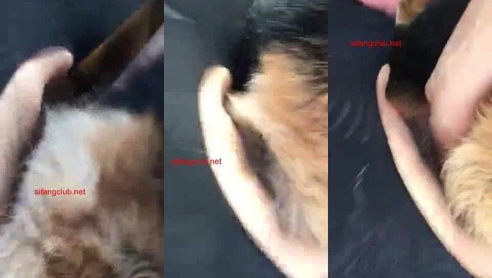 中国人与动物系列028