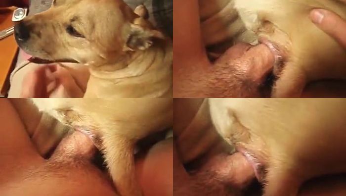 中国人与动物系列051