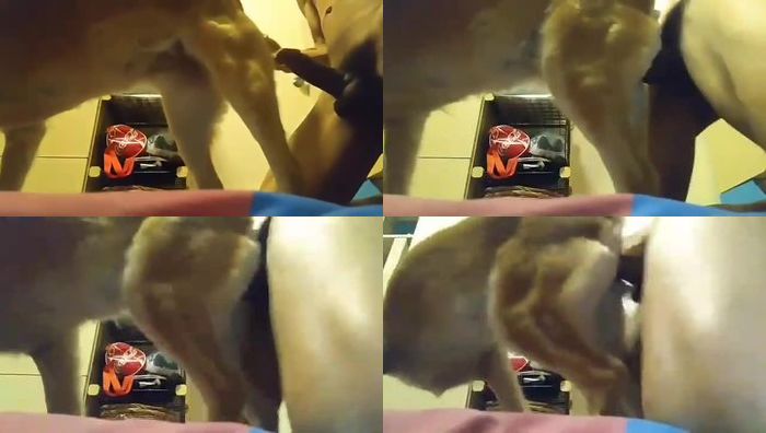 中国人与动物系列063