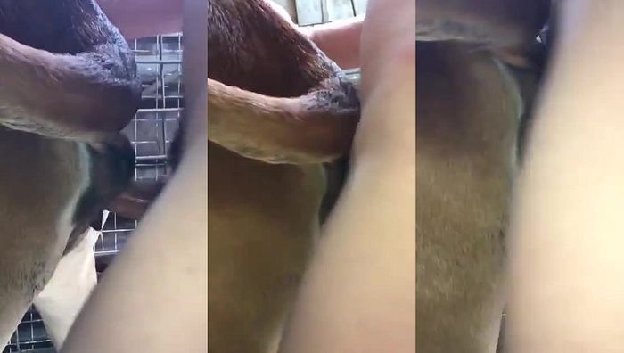 中国人与动物系列078